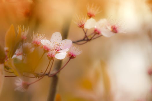 Colorful flowers in spring