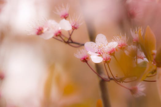 Colorful flowers in spring