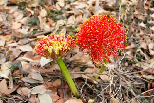 red sphere Scadoxus multiflorus - flower(fireball lily)in Victoria Falls, Zimbabwe