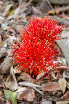 red sphere Scadoxus multiflorus - flower(fireball lily)in Victoria Falls, Zimbabwe