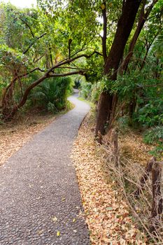 Romantic pathway in a Park Victoria Falls, Zimbabwe in Spring