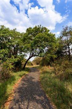 Romantic pathway in a Park Victoria Falls, Zimbabwe in Spring