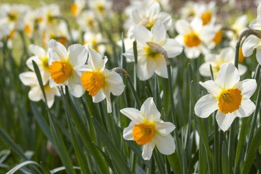 narcissus flowers