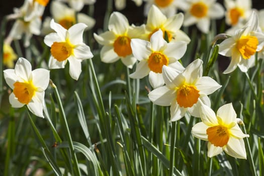 narcissus flowers