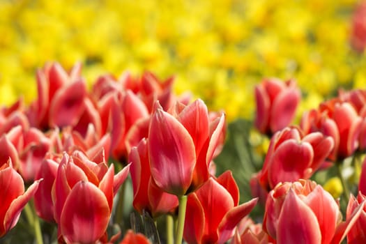 A spring field with red tulips in Germany