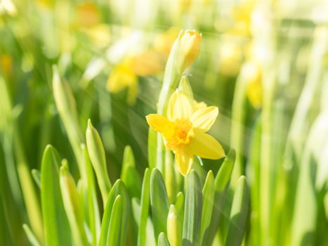 Spring blossoming yellow daffodils narcissi flowers in bright sun rays. Toning effect and filtered stock photo with selective soft focus and shallow DOF.