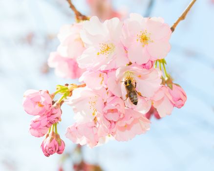 Honey bee pollinating springtime blooming orchard fruit garden and obtaining nectar and pollen from pink spring blossom flowers