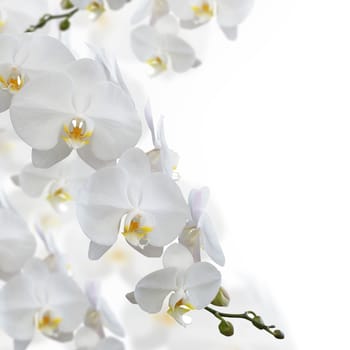 White orchid flower isolated on white background