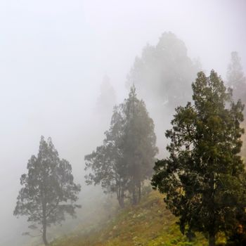 Landscape full of fog and tree on the mountain