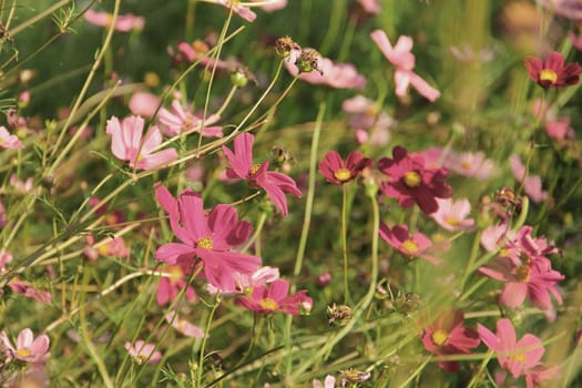 Vintage style effect with purple cosmos flower