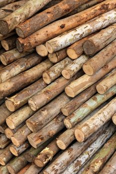 Dry firewood in a pile for furnace kindling