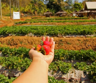 Fresh picked strawberries held over strawberry plant