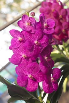 Orchid flowers, Phalaenopsis purple color