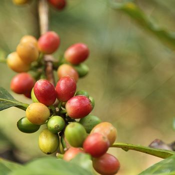 Coffee beans with branch on the tree