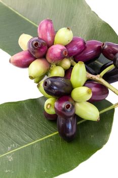 Jambul or Jamun isolated on white.
Rich in vitamins and minerals like vitamin C, phosphorus, calcium and carbohydrates. This is very useful for health.