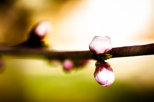 Beautiful pink flower cherry in full bloom on colored background