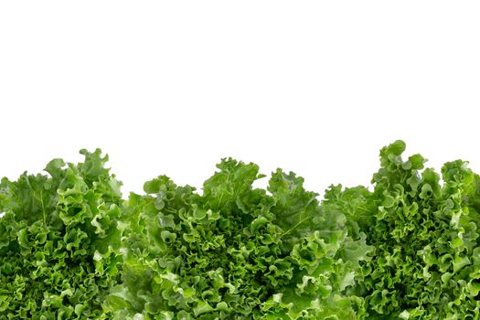 Bottom border of crisp fresh frilly leafy green lettuce for a salad ingredient or garnish isolated on white with copyspace