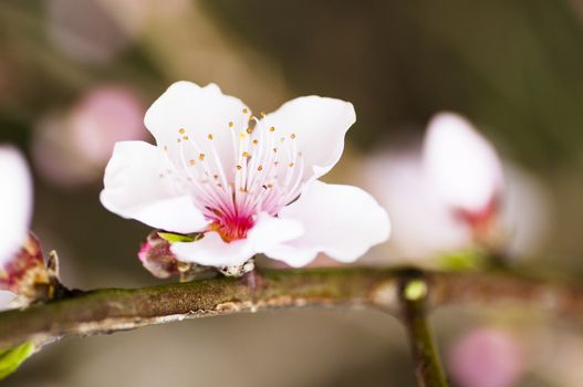 Beautiful pink flower cherry in full bloom on colored background