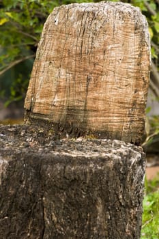 Traditional wood chair dug into the trunk by hand