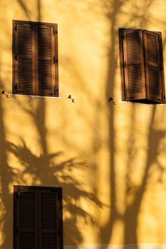 the image depicts a shadow on a wall of a plant palm tree isolated on a sunny day