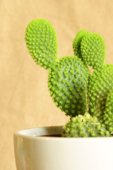 A macro shot of a lovely fresh potted cactus for the home decor.