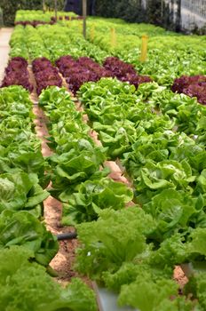 Hydroponic lettuce in greenhouse. The hydroponic greenhouse production system was designed for small operation