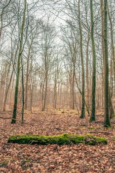 Forest scenery with trees in the autumn