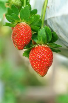Strawberry growth in the strawberr farm in Genting Malaysia
