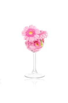 Marguerite flowers in a wine glass on white background