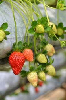 Strawberry growth in the strawberry farm in Genting Malaysia