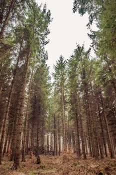 Forest scenery with trees in the autumn