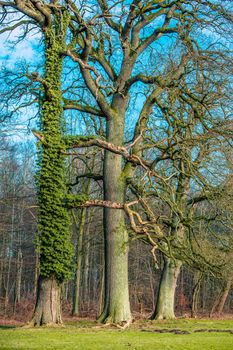Old tree with green climbing ivy at a forest