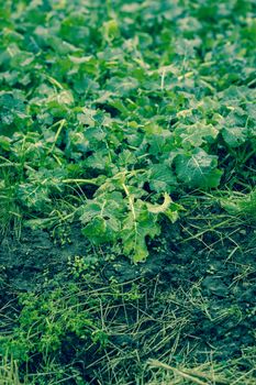 Fresh green cabbage on a agricultural field