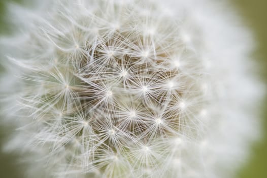 Close up of Dandelion seed head, Taraxacum officinale