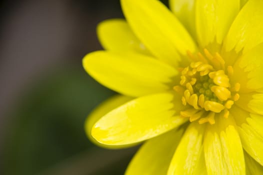 Daisy yellow flowers on green leaf background
