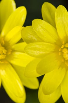 Two daisy yellow flowers on green leaf background
