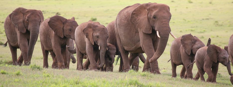Family of African elephants walking acroos the green grass