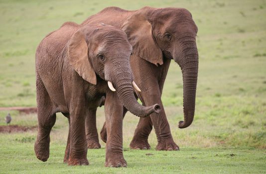 Family of African elephants walking acroos the green grass