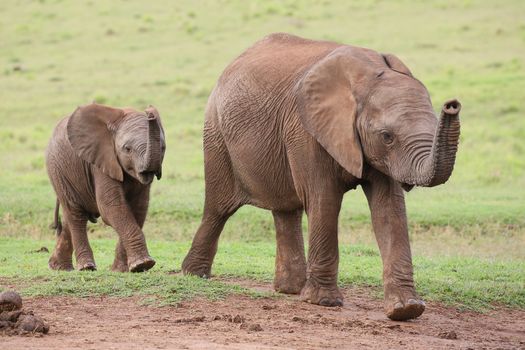 Young family of African elephants walking across the green grass