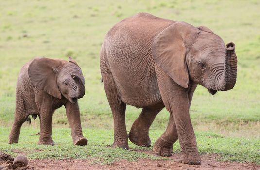 Young family of African elephants walking across the green grass