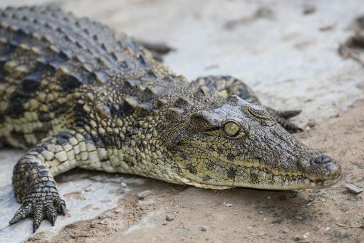 Crocdile with scaly skin and round green eye and teeth protruding from its mouth