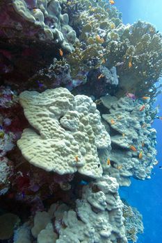 coral reef with hard corals at the bottom of tropical sea - underwater