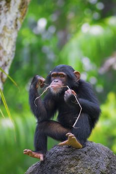 Young Common Chimpanzee sitting in the wild