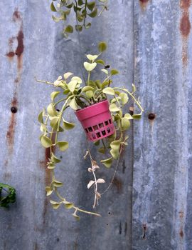 Outdoor foliage plant in pots on rustic background