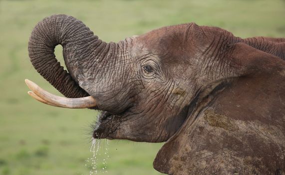 Large male African elephant with tusks drinking water