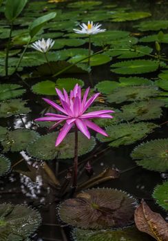 Water lily, in the pond surrounded, by the leaves.  Two white lilies in the background. Piaceful atmosphere.