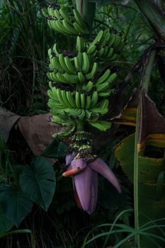 Surprisingly huge banana flowers can reach up to 40 centimeters by the long side. Huge brunch of bananas. Green Bananas.