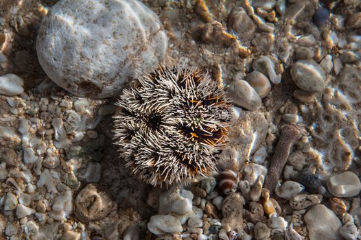 Sea urchin with his needles being ready to defend. White and yellow colored, lying on the stone, under water.