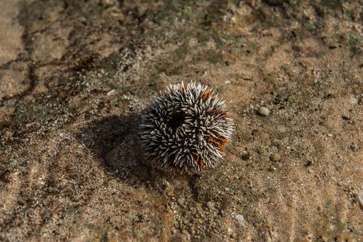 Sea urchin with his needles being ready to defend. White and yellow colored, lying on the stone, out of water.