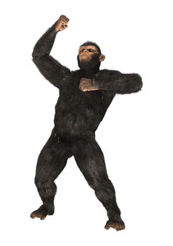 3D digital render of a big chimpanzee isolated on white background